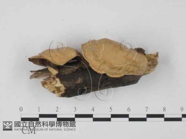 韌革菌屬藏品圖，第1張