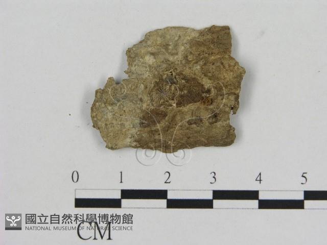 小菇屬藏品圖，第1張