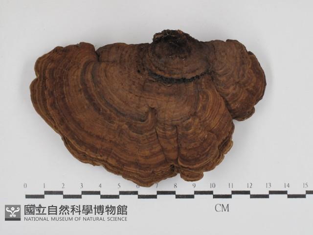 登錄號:F0030814藏品圖，第1張