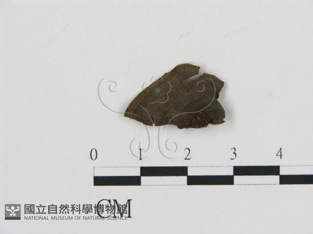 登錄號:F0016814藏品圖，第1張