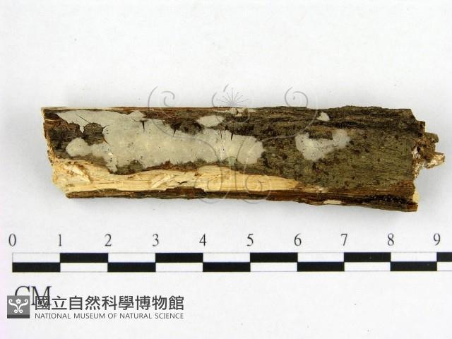 燈籠囊擬射脈菌藏品圖，第1張