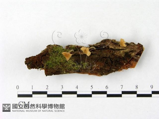 微皮傘屬藏品圖，第1張