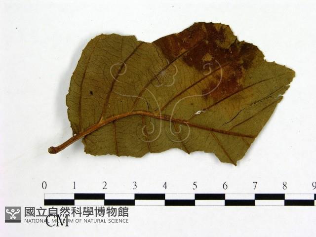 登錄號:F0011814藏品圖，第1張