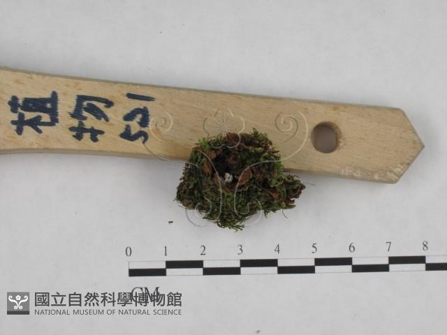 登錄號:F0024814藏品圖，第1張