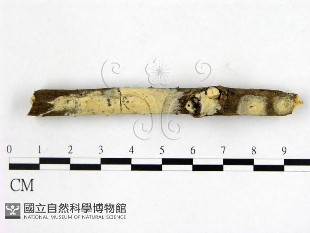 顯絲菌屬藏品圖，第1張