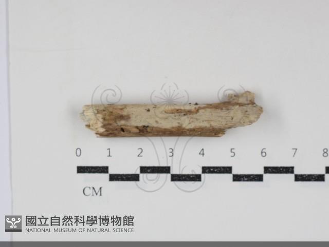 登錄號:F0034814藏品圖，第1張