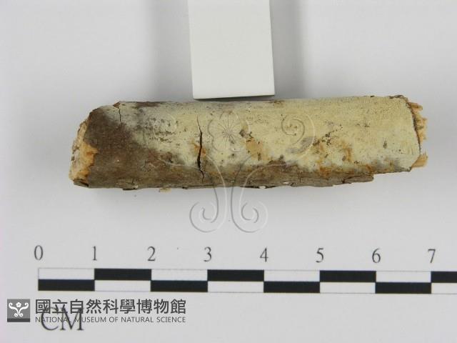 登錄號:F0002814藏品圖，第1張