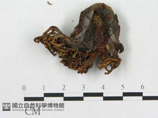 登錄號:F0007814藏品圖，第1張