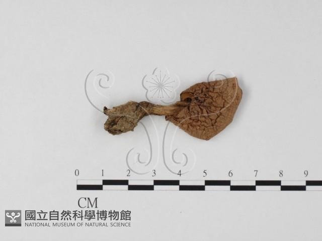 登錄號:F0025814藏品圖，第1張