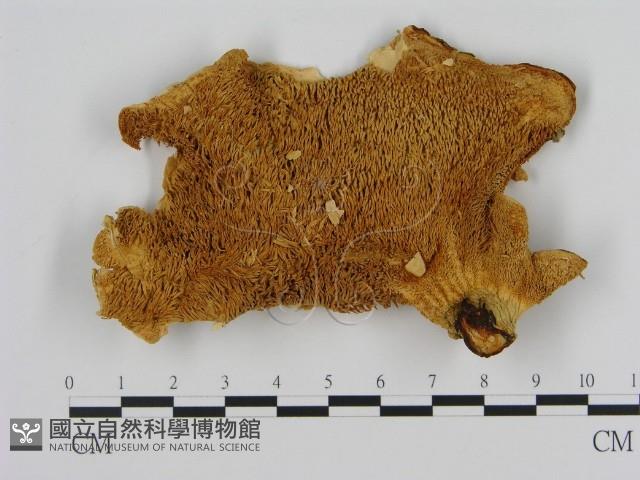 登錄號:F0005814藏品圖，第1張