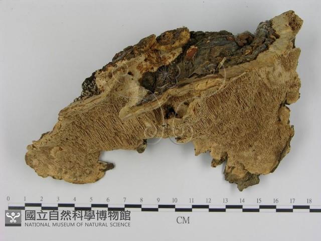 登錄號:F0015814藏品圖，第1張