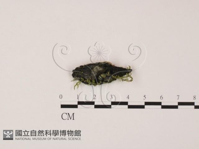 登錄號:F0009814藏品圖，第1張