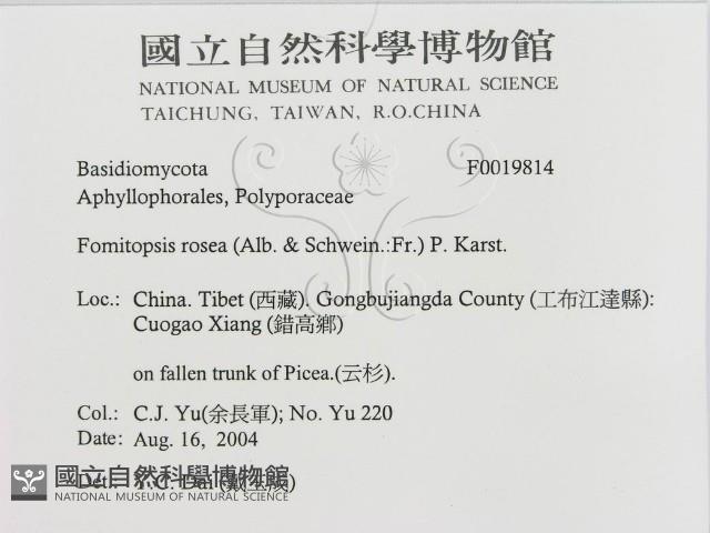 登錄號:F0019814藏品圖，第3張