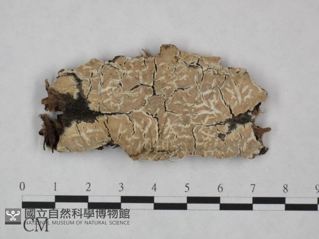 登錄號:F0023814藏品圖，第1張