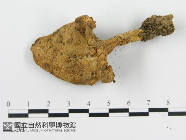 登錄號:F0003814藏品圖，第1張