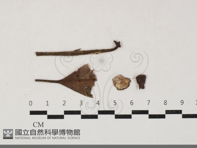 登錄號:F0033814藏品圖，第1張