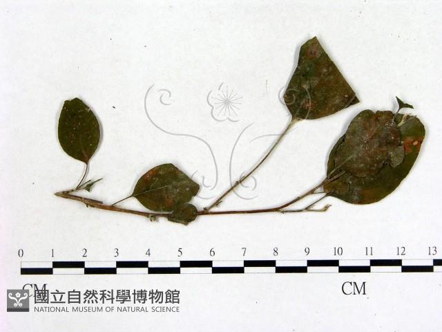 登錄號:F0018914藏品圖，第1張