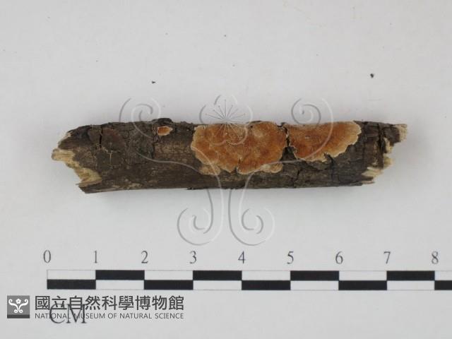 登錄號:F0020914藏品圖，第1張