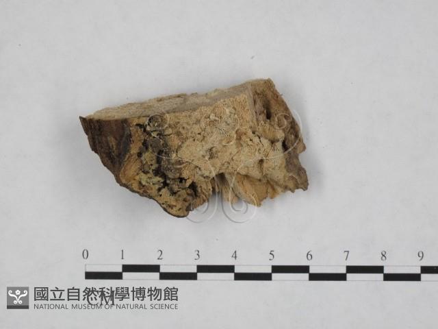 登錄號:F0000914藏品圖，第1張