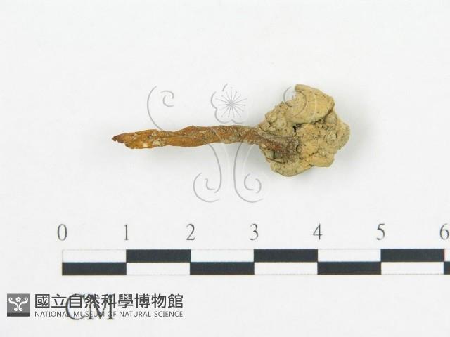 登錄號:F0010914藏品圖，第1張