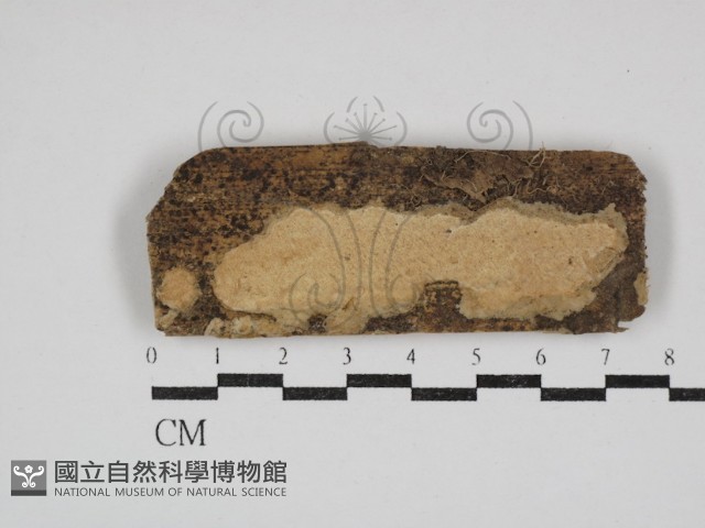 登錄號:F0030914藏品圖，第1張