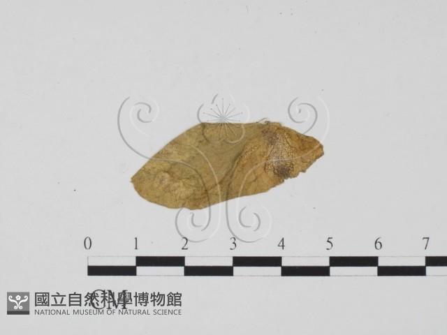 登錄號:F0011914藏品圖，第1張