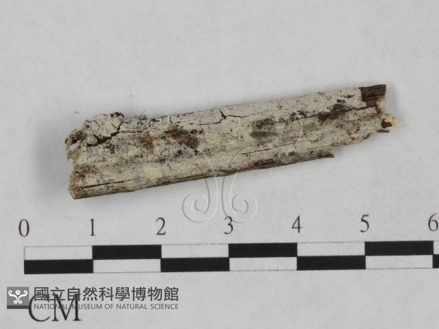 絲齒菌屬藏品圖，第1張