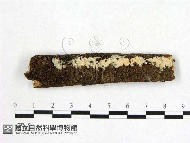 登錄號:F0014914藏品圖，第1張