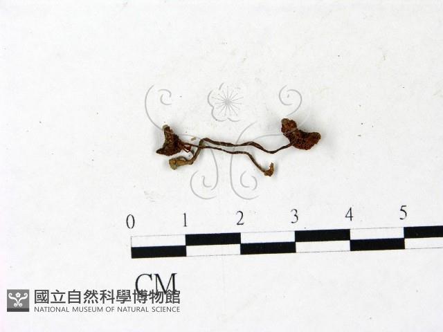 登錄號:F0022914藏品圖，第1張
