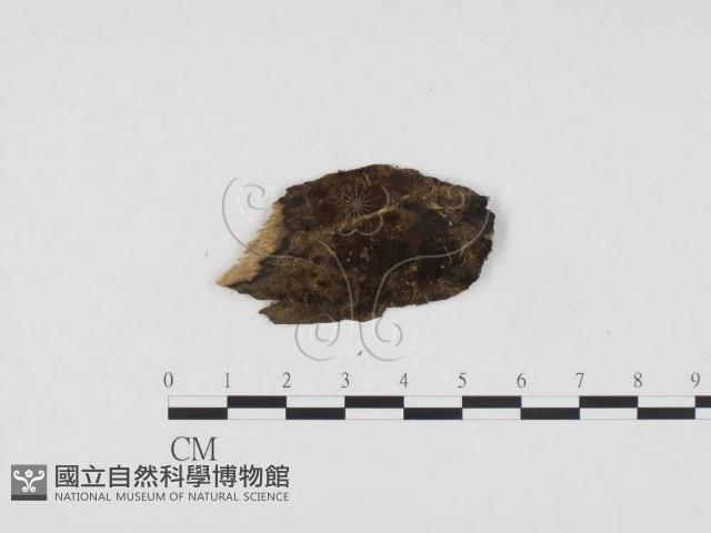 登錄號:F0012914藏品圖，第1張