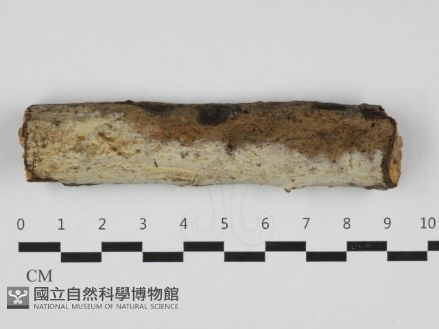 登錄號:F0032914藏品圖，第1張