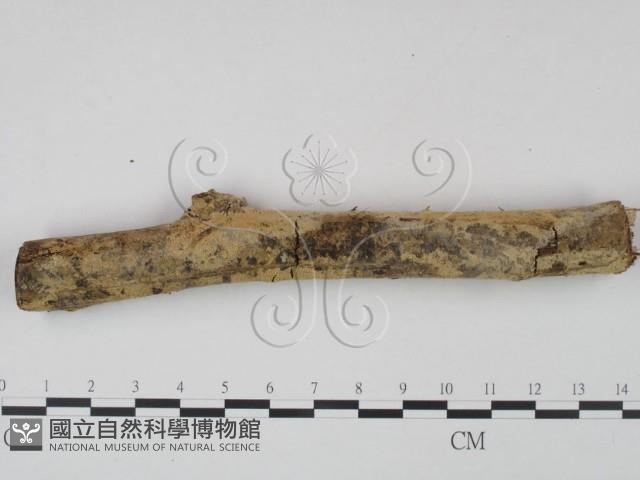 登錄號:F0007914藏品圖，第1張