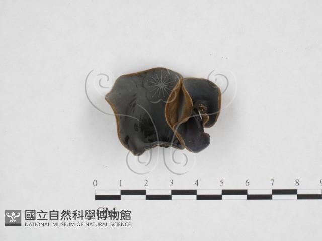 毛木耳藏品圖，第1張