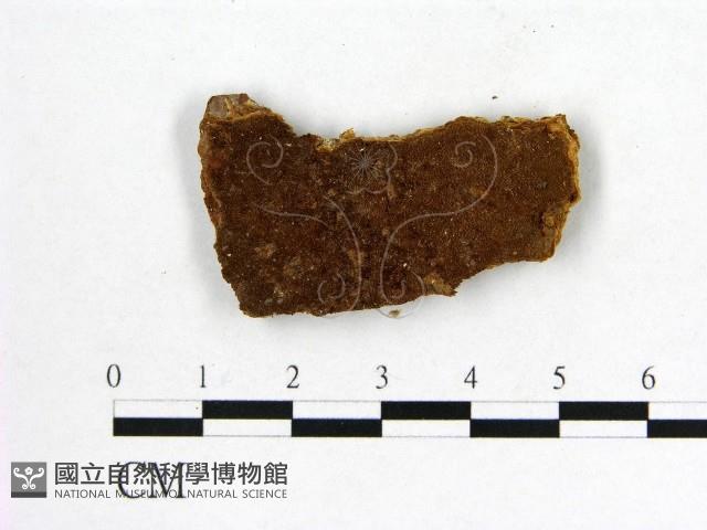 登錄號:F0005914藏品圖，第1張