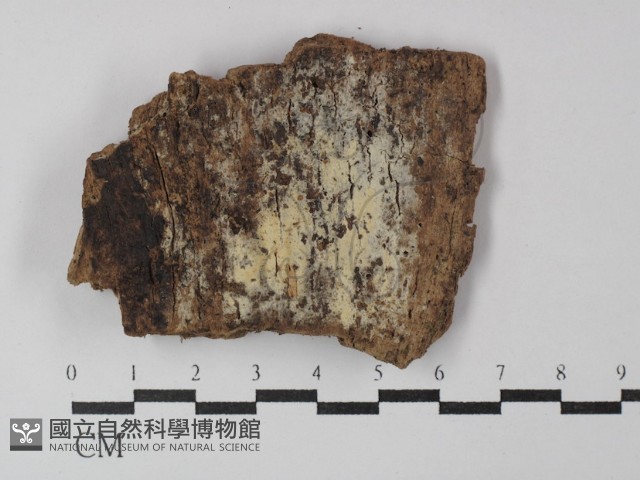 串擔革菌屬藏品圖，第1張