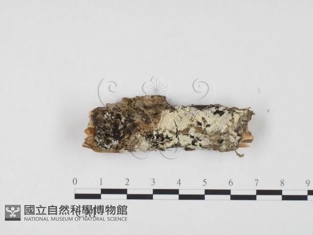 登錄號:F0009914藏品圖，第1張