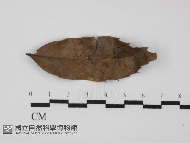 登錄號:F0023914藏品圖，第1張