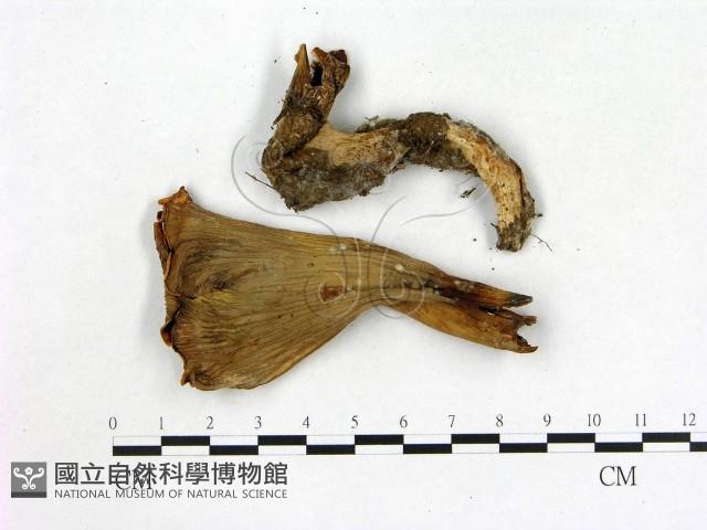 登錄號:F0003914藏品圖，第1張