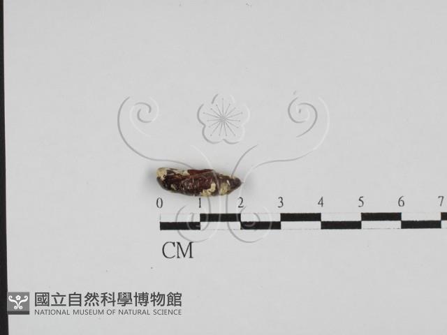 登錄號:F0028614藏品圖，第1張