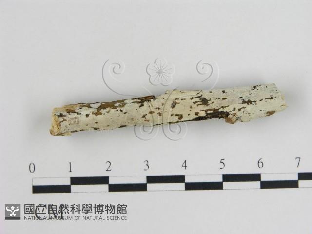 登錄號:F0008614藏品圖，第1張
