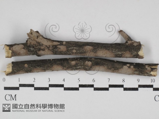 筍殼菌屬藏品圖，第1張