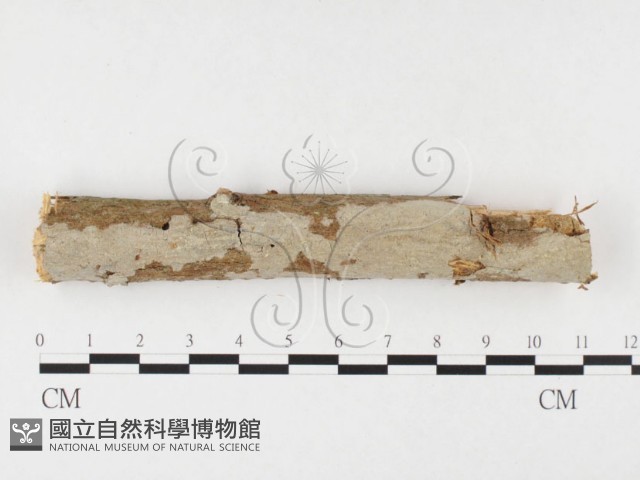 登錄號:F0026614藏品圖，第1張