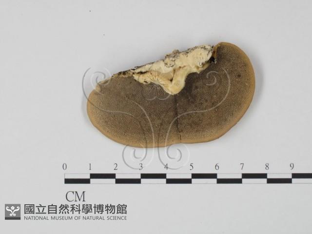 登錄號:F0006614藏品圖，第1張