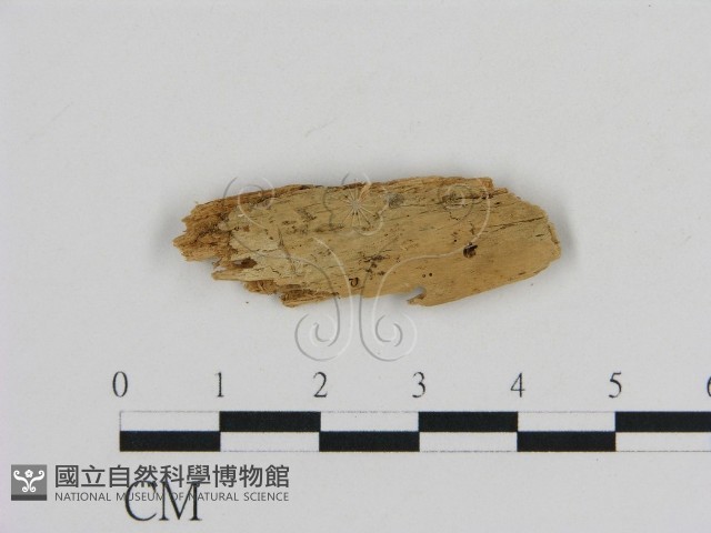 登錄號:F0016614藏品圖，第1張