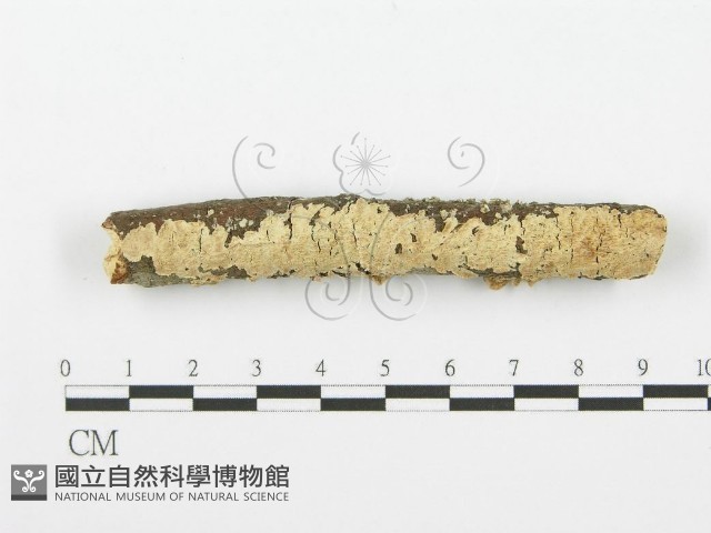 登錄號:F0001614藏品圖，第1張