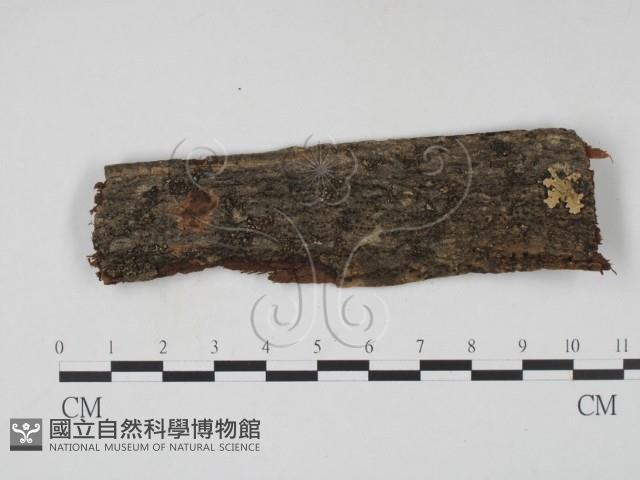 登錄號:F0011614藏品圖，第1張