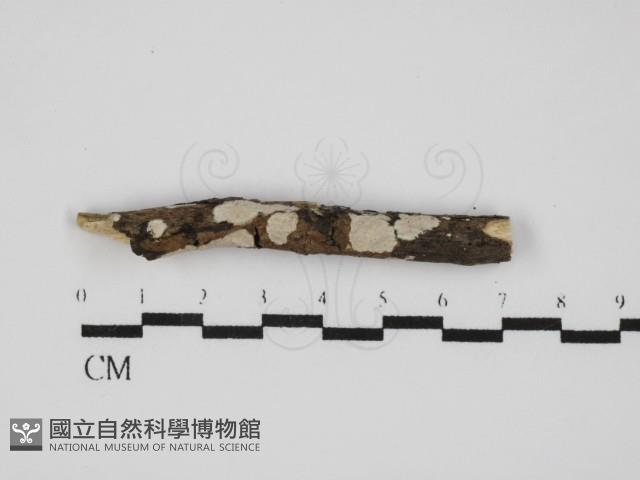 刺皮菌屬藏品圖，第1張