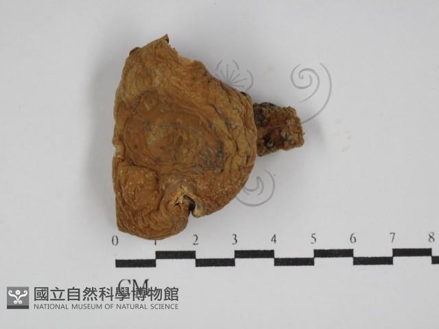 登錄號:F0024614藏品圖，第1張