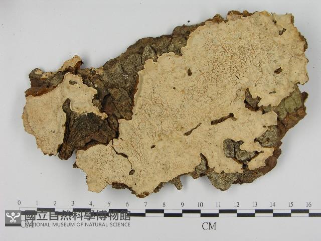 登錄號:F0004614藏品圖，第1張