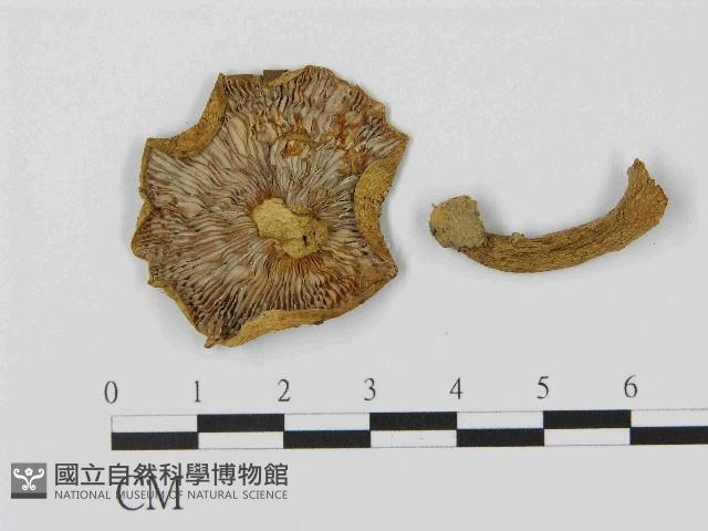 乳菇屬藏品圖，第1張